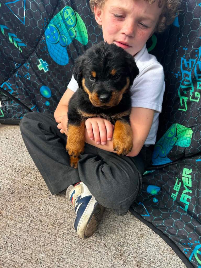 Rottweiler puppies