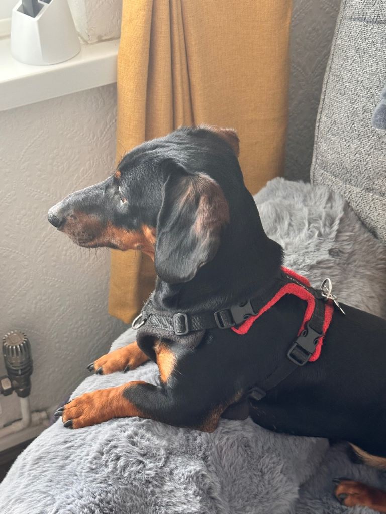 Dachshund 