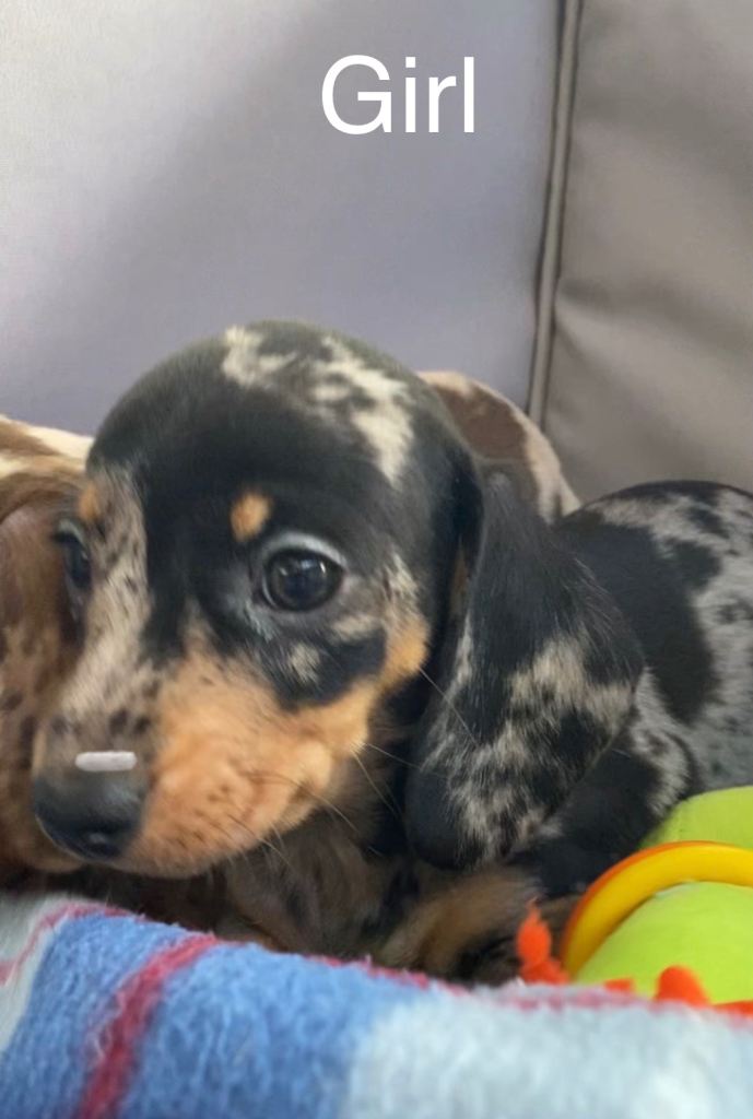 Miniature Dachshund Puppies 
