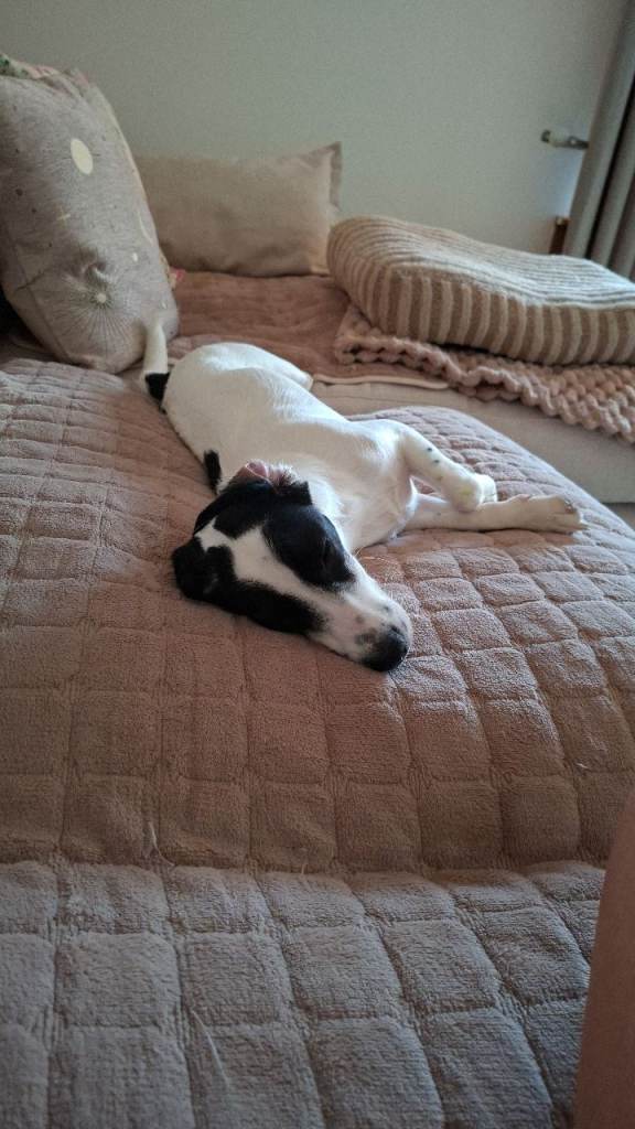 Jack Russel 6 month old pup 