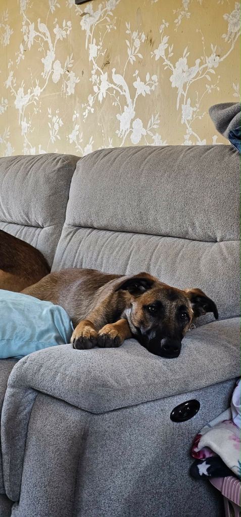 Gorgeous puppies for sale