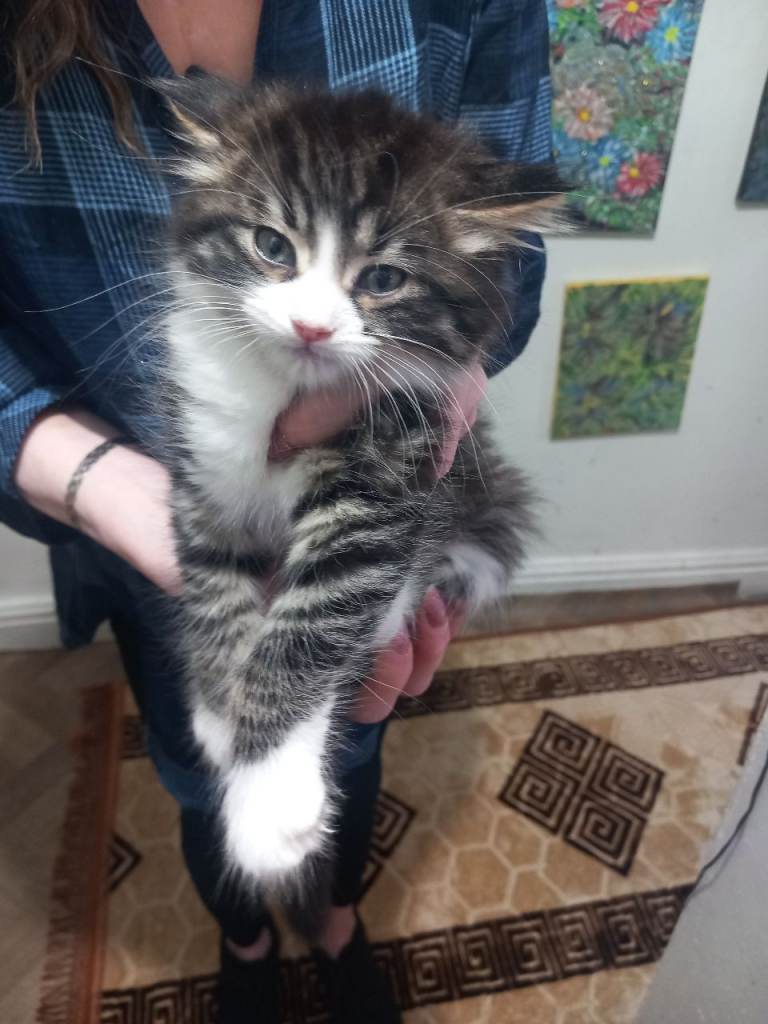 He will be 2 months old on December 17. Thick fur, nice and friendly boy kitten. Rare and beautiful.