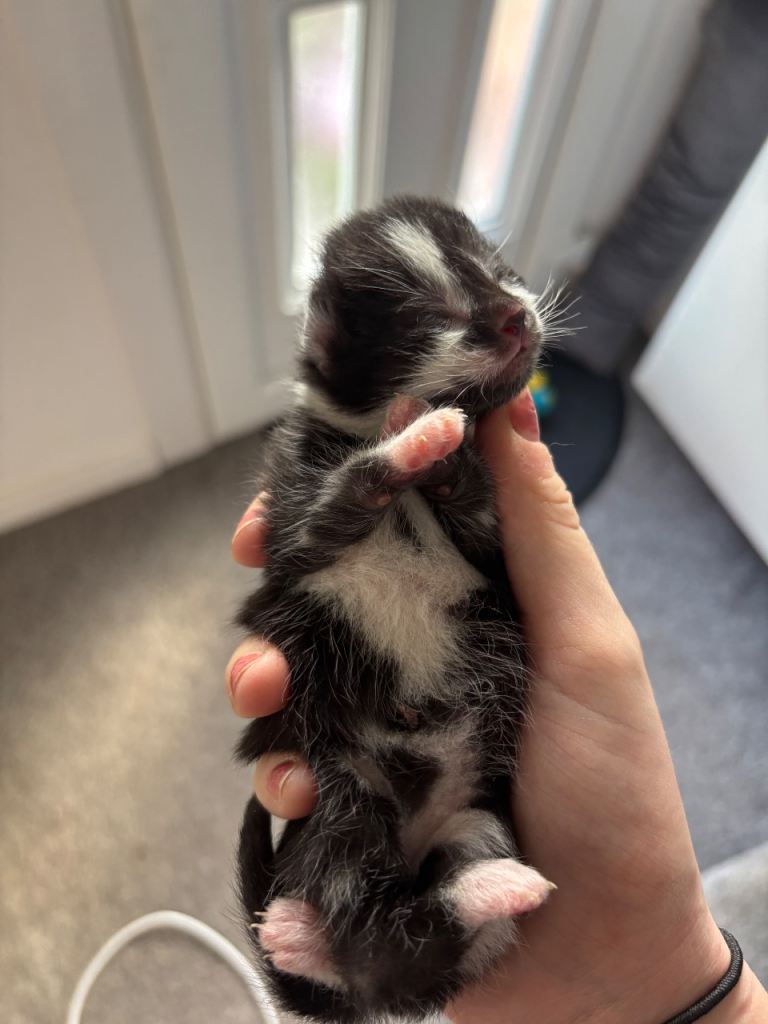 Black and white male and female kittens 