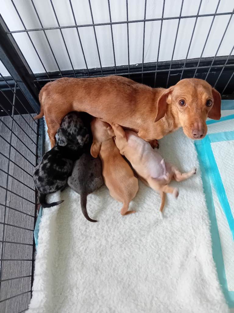 Ready now 3  dachshund boys
