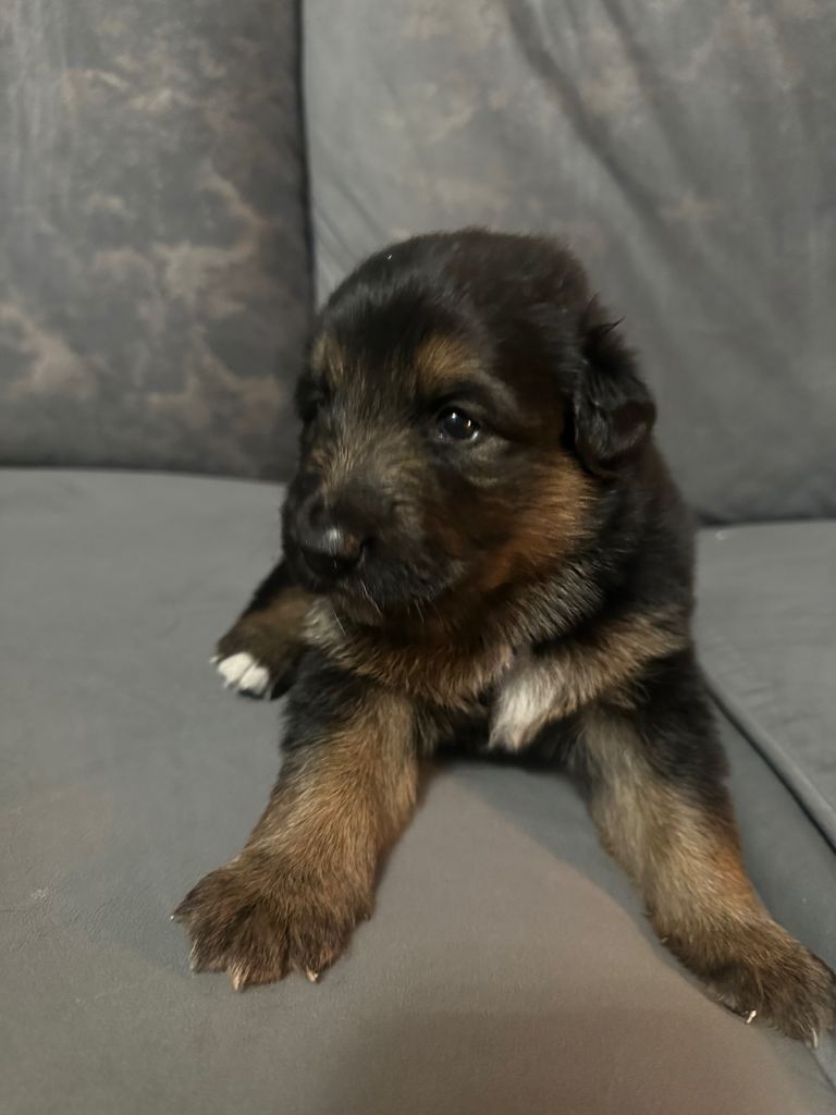 25% border collie & 75% German shepherd -pups