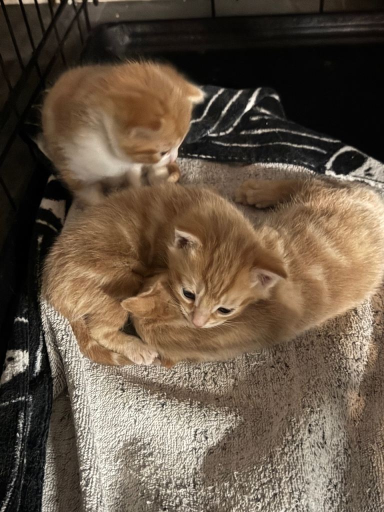 3 Gorgeous Kittens for sale ALL NOW RESERVED