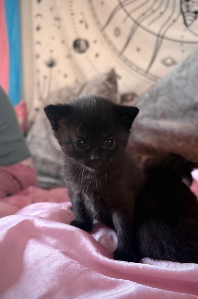 Gorgeous black kitten 