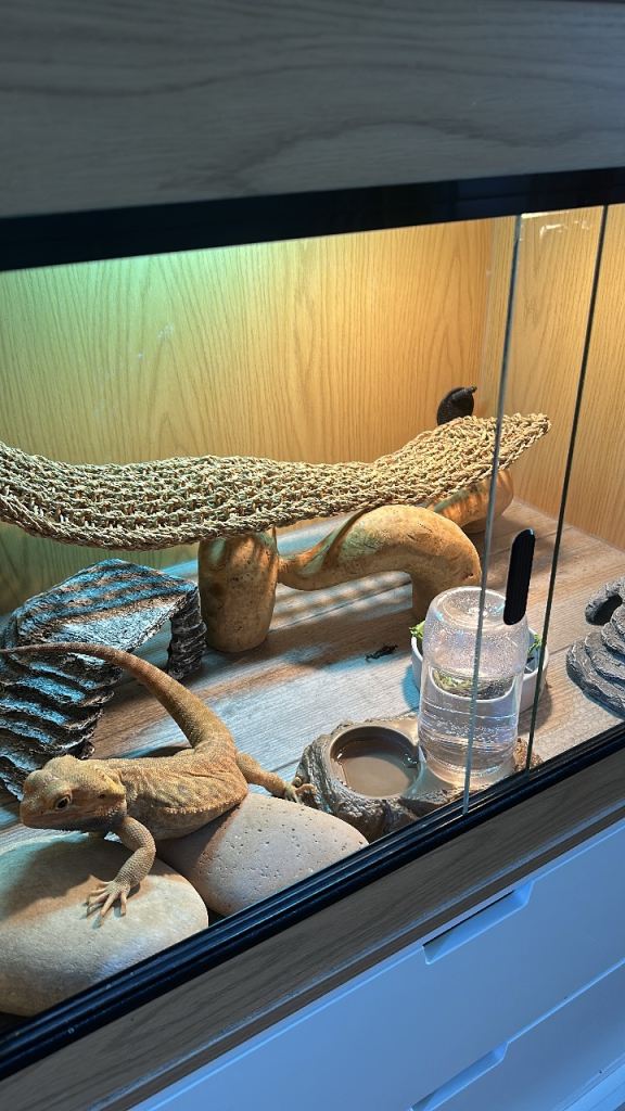 Bearded dragon 