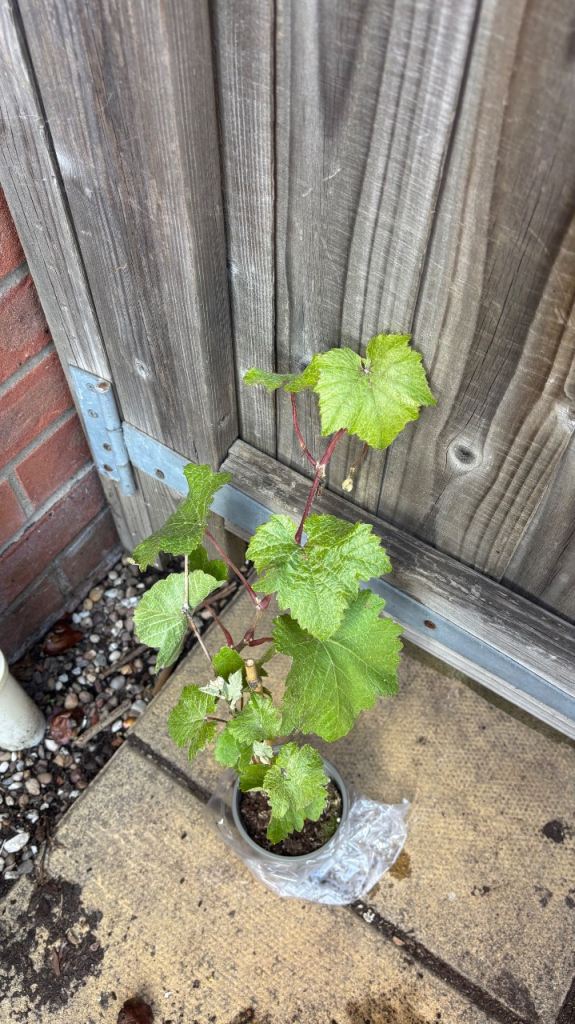 Grapes plants 