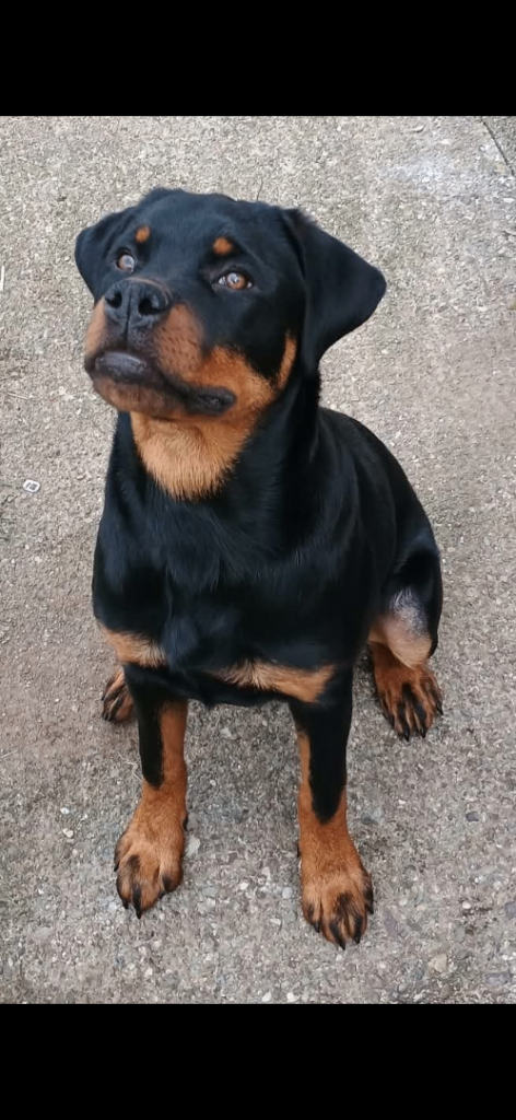 Rottweiler bitch for sale age1 