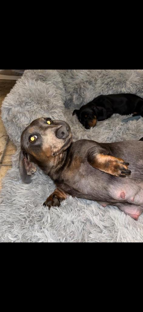Miniature dachshund puppies
