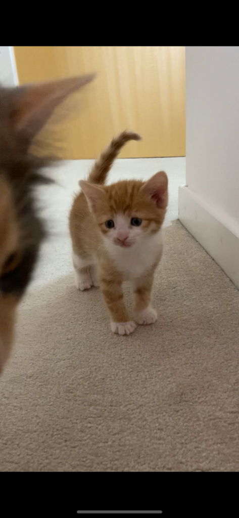 Kittens for sale 