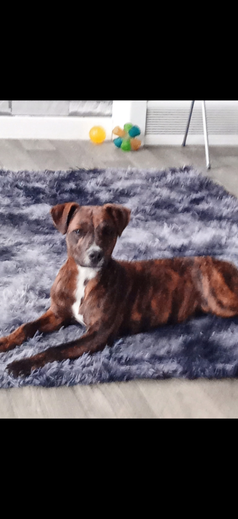 *MISSING STAFFIE /boxer from leith Edinburgh 