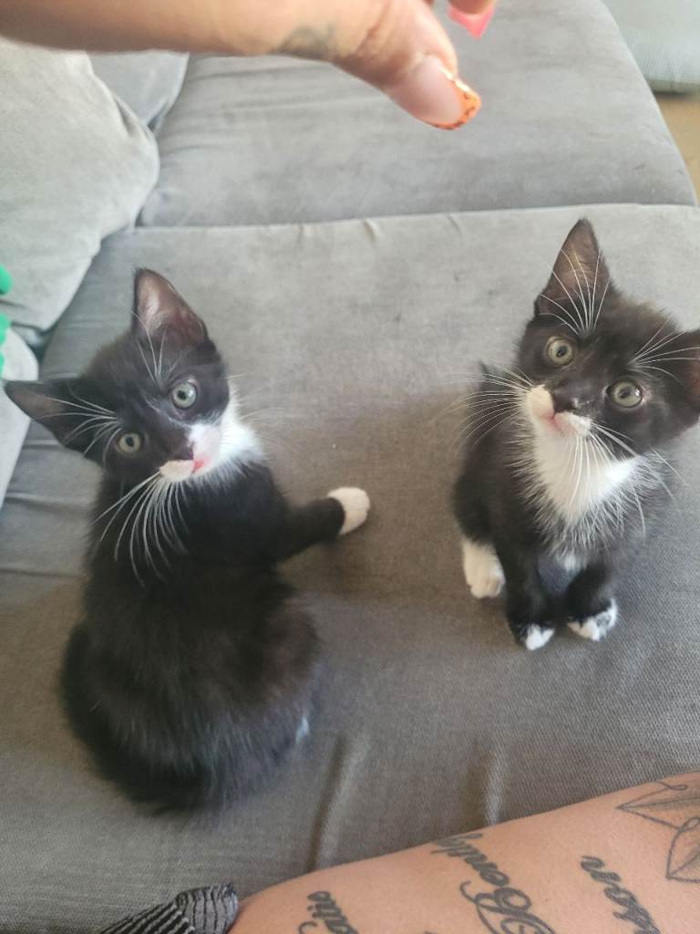 2 beautiful kittens ron and reg