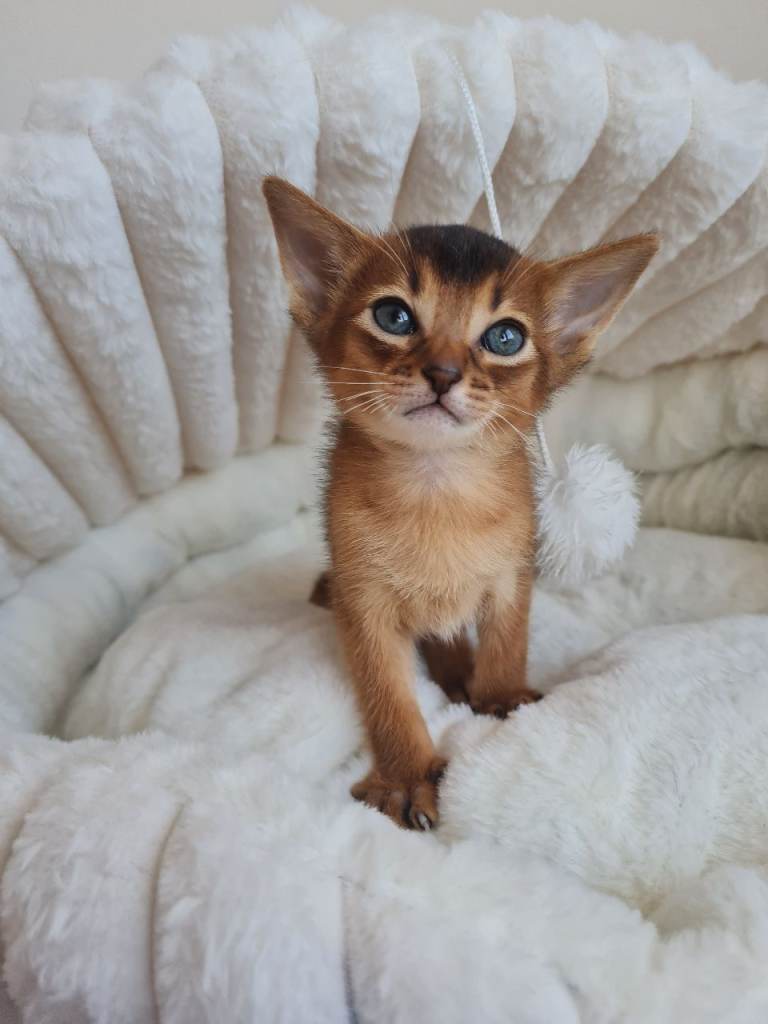 Last 2 beautiful Abyssinian boys Champions lines