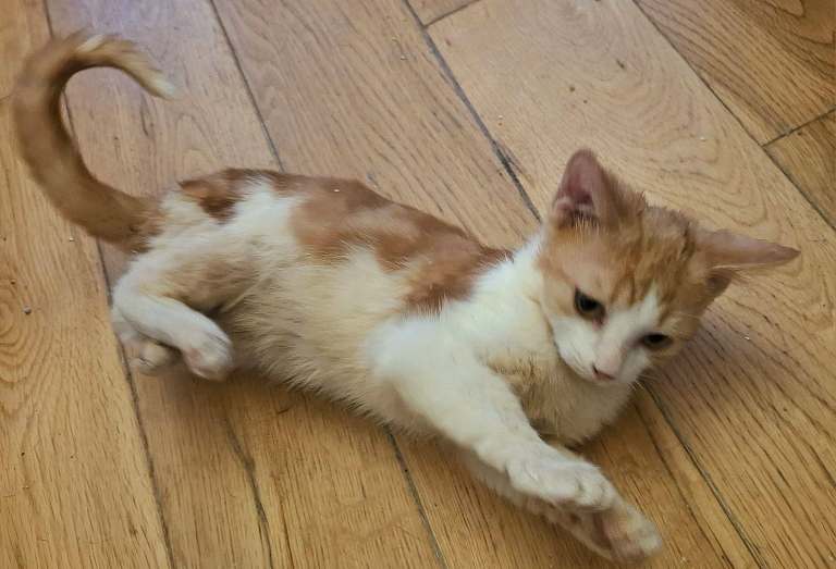 gorgeous kittens for sale