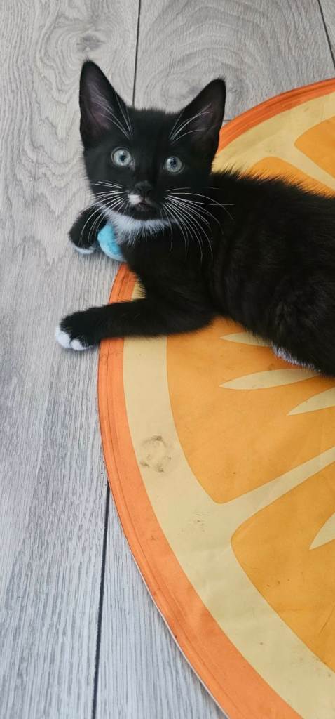 Cute kitten looking for a home 