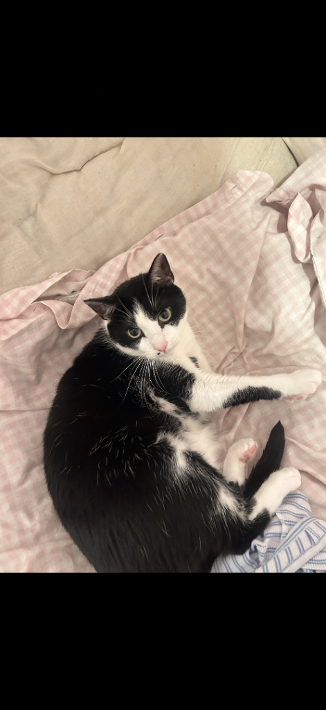 Female cat for sale