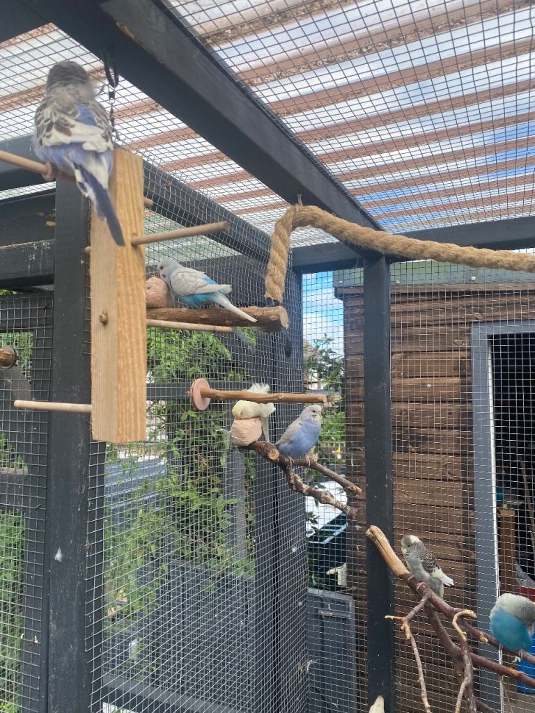 Baby budgies 