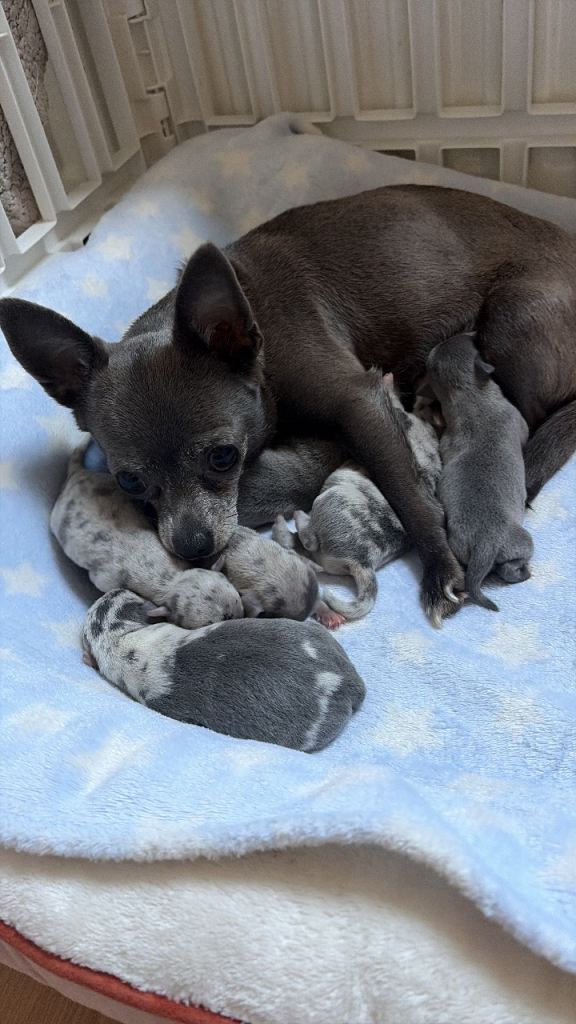 Blue puppy chihuahuas 