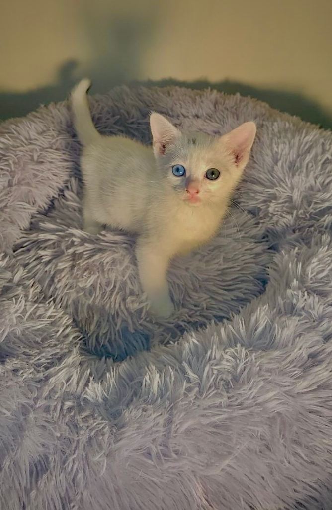 Kittens for sale 