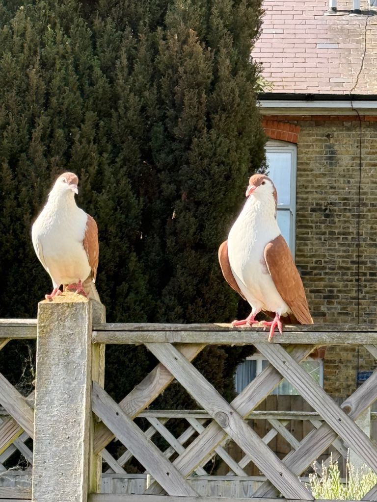 Afghani Pigeons for Sale 