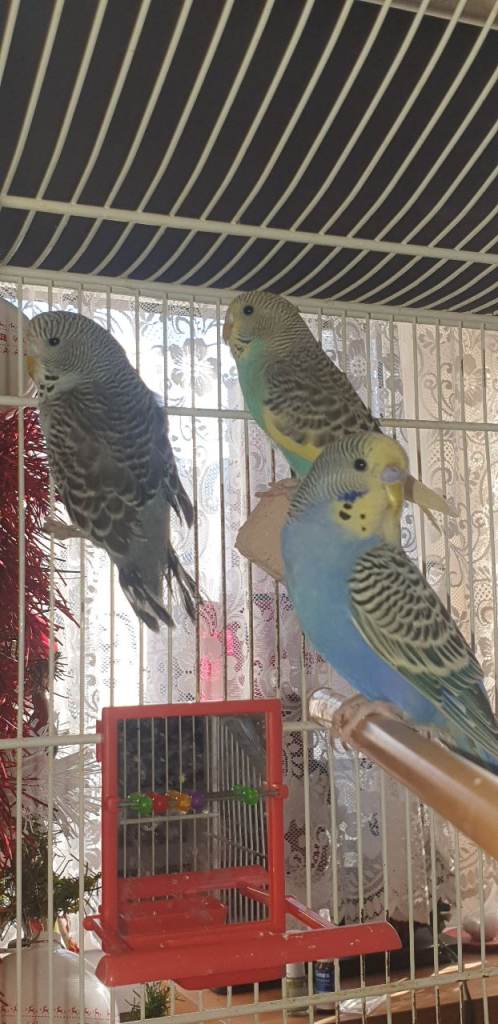 Baby budgies for sale