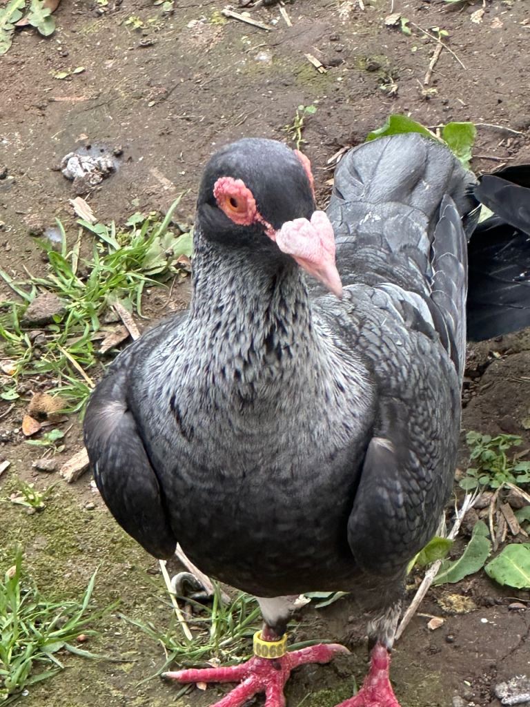 Females for new home 