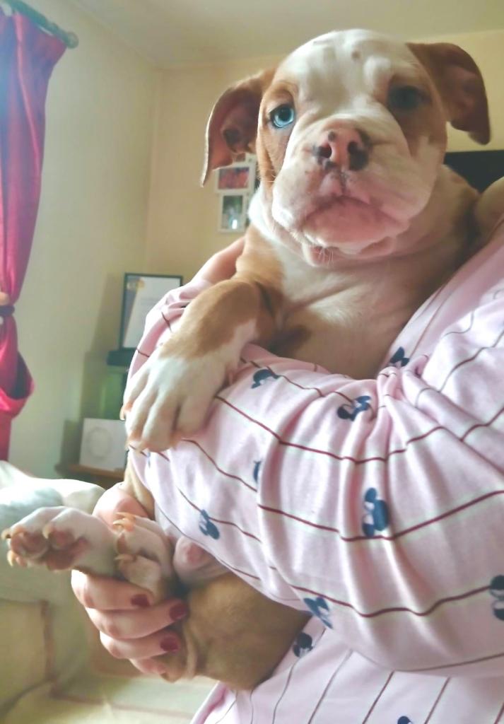 2 gorgeous old tyme bulldogs 