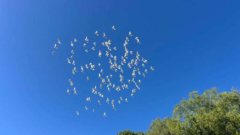 White Garden Doves - Tetbury