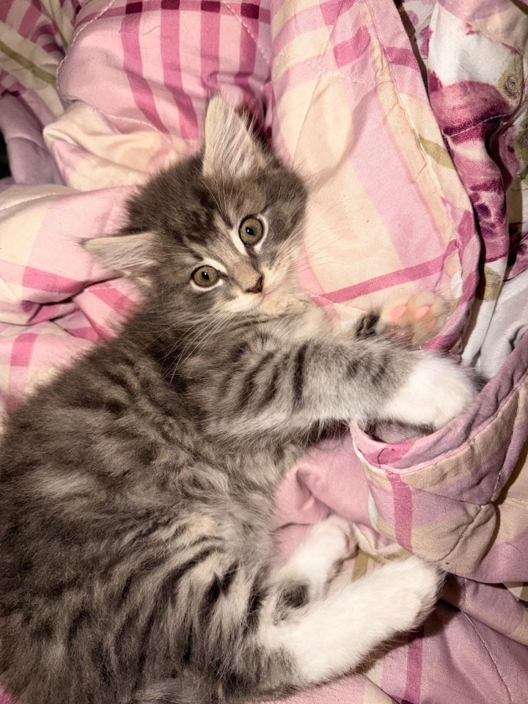 Ready now!! 10 weeks old 