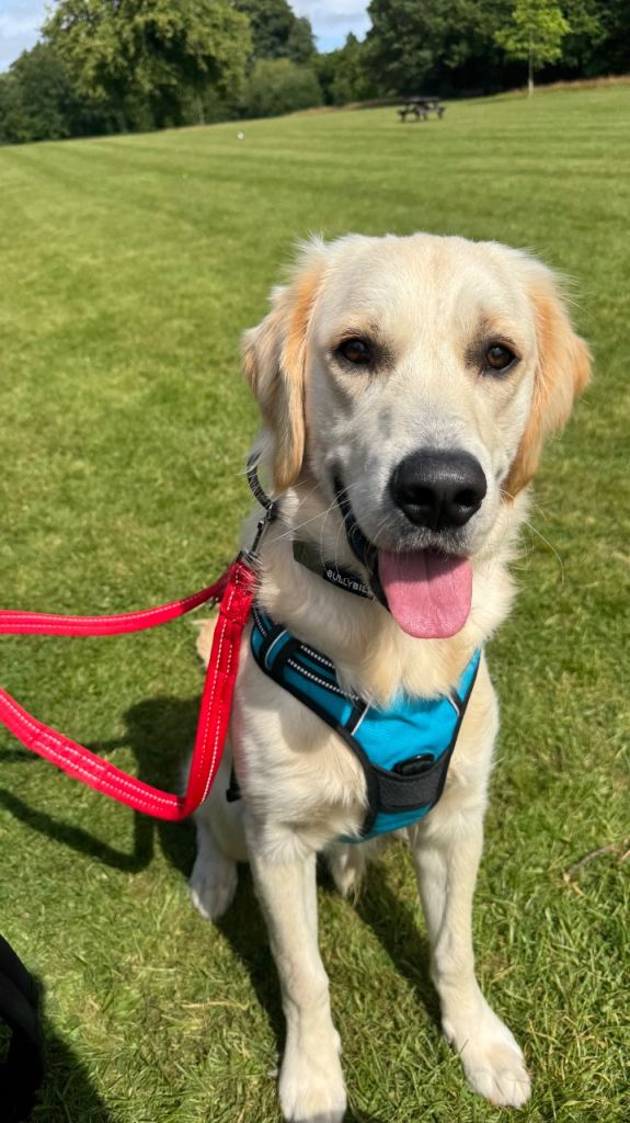 8 month old male golden retriever for rehoming in Dundee