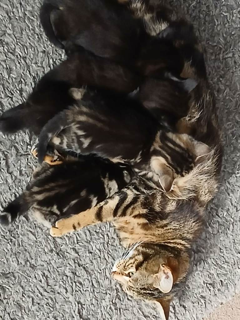 Kittens for sale