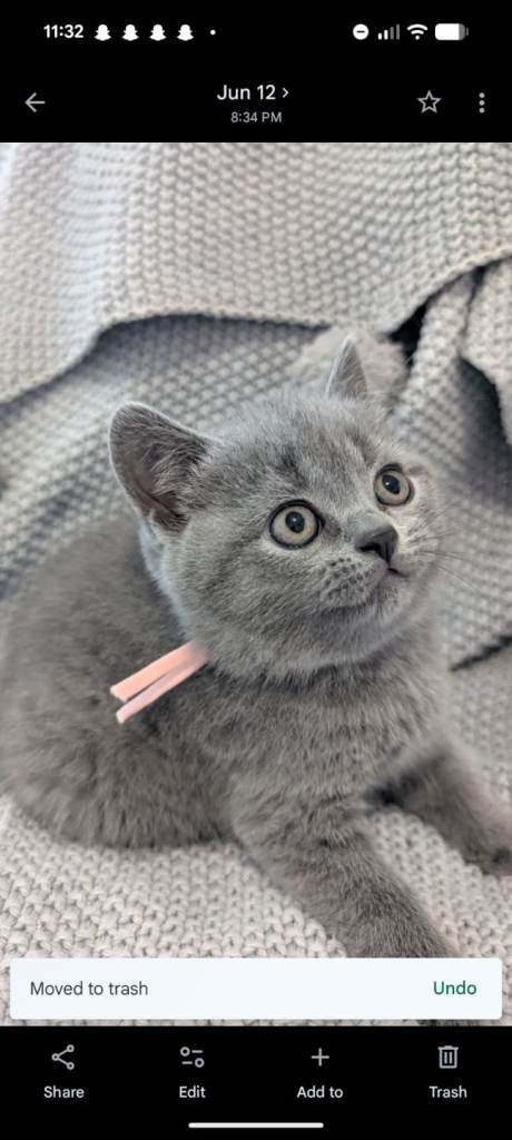 Beautiful British short hair kittens 