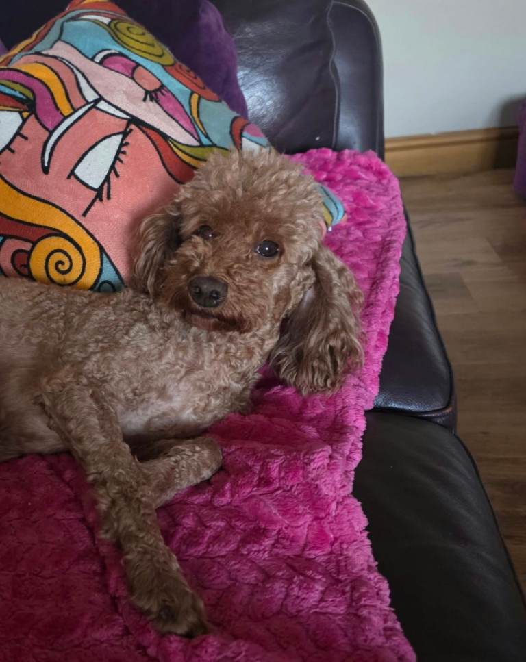 Red Miniature Poodle Girl. 