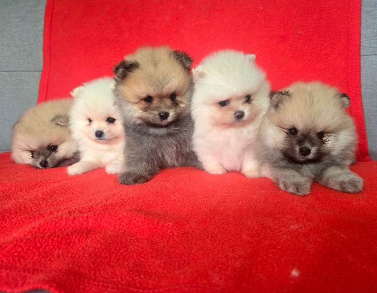 🔥Pomeranian puppies for sale🔥KC reg🔥