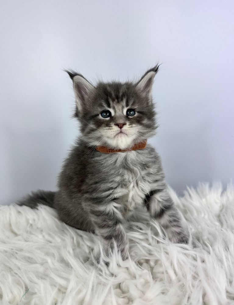 ✨7 Gorgeous Pure Breed Maine Coon Kittens✨