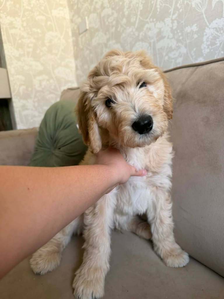 Poodle X border collie ( f1b bordoodles) READY NOW!