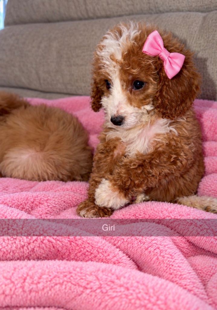 Cockapoo puppies | in Banwell, Somerset | Gumtree