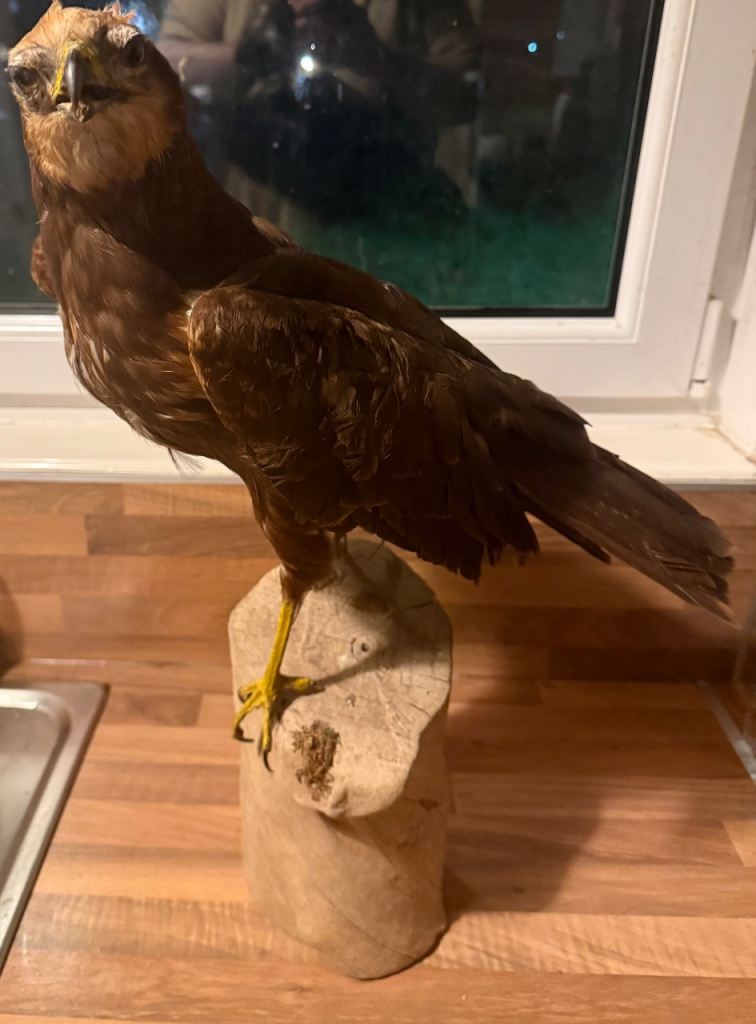 Taxidermy Harrier Hawk (Parabuteo unicinctus) – Full Mount on Wooden Base