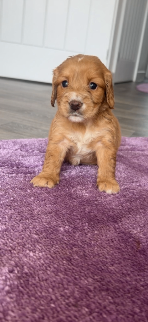 Cocker spaniel puppys 
