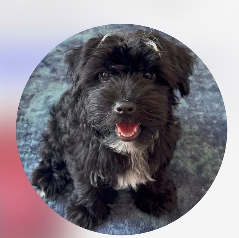 Adorable Yorkiepoo Puppy Looking for His Forever Home 🐶❤️