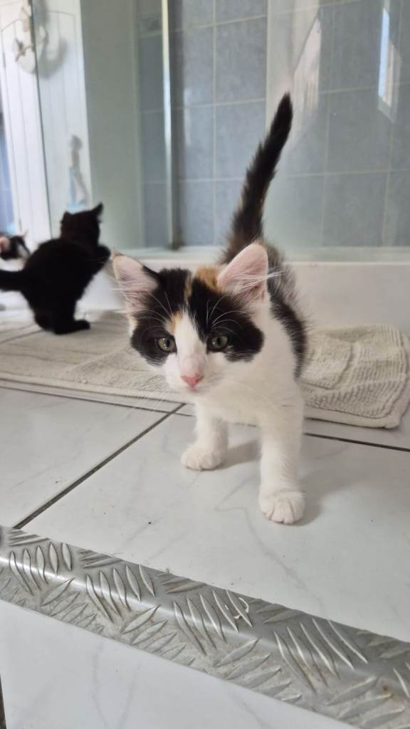Mixed litter of kittens 