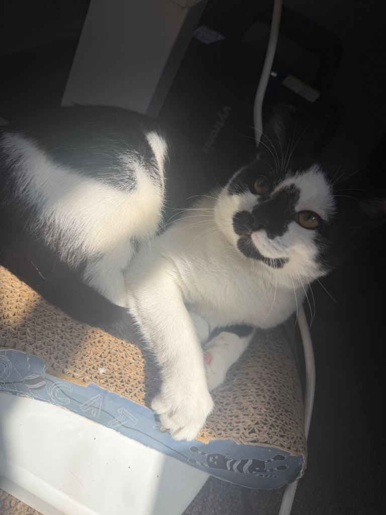 Tuxedo male kitten 