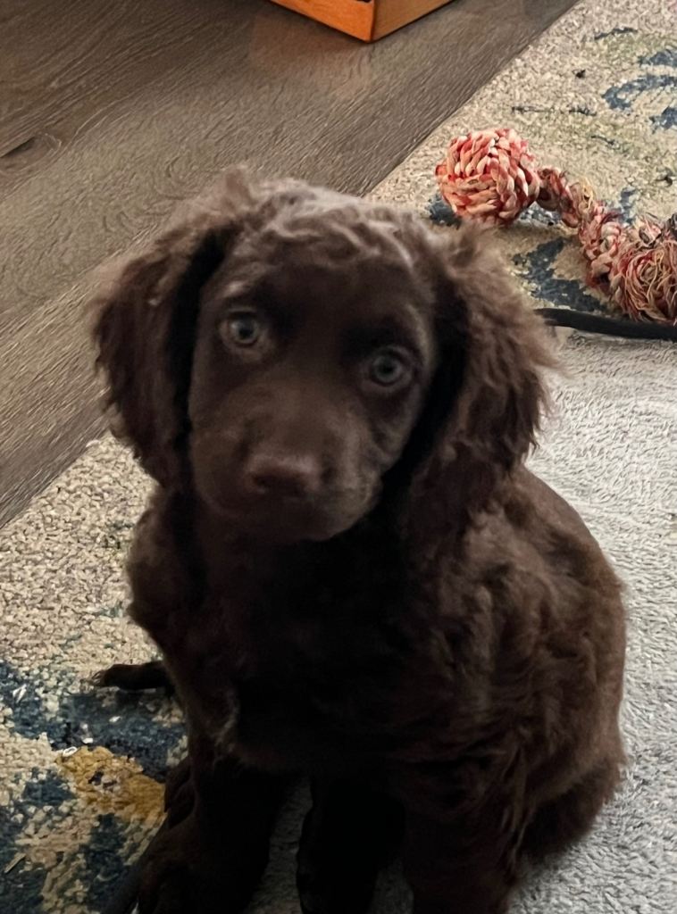 Chocolate cockapoo puppies x 2 