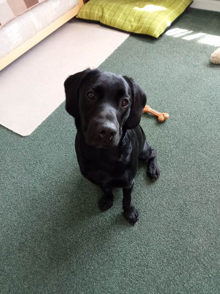 Lovely young cockador needs loving home