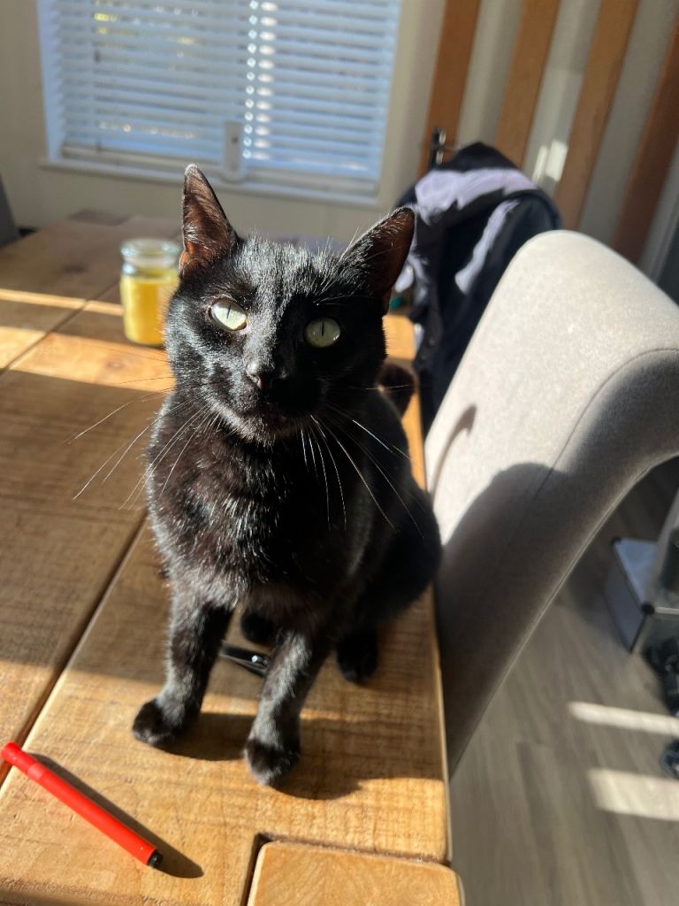 3 year old cat for sale 