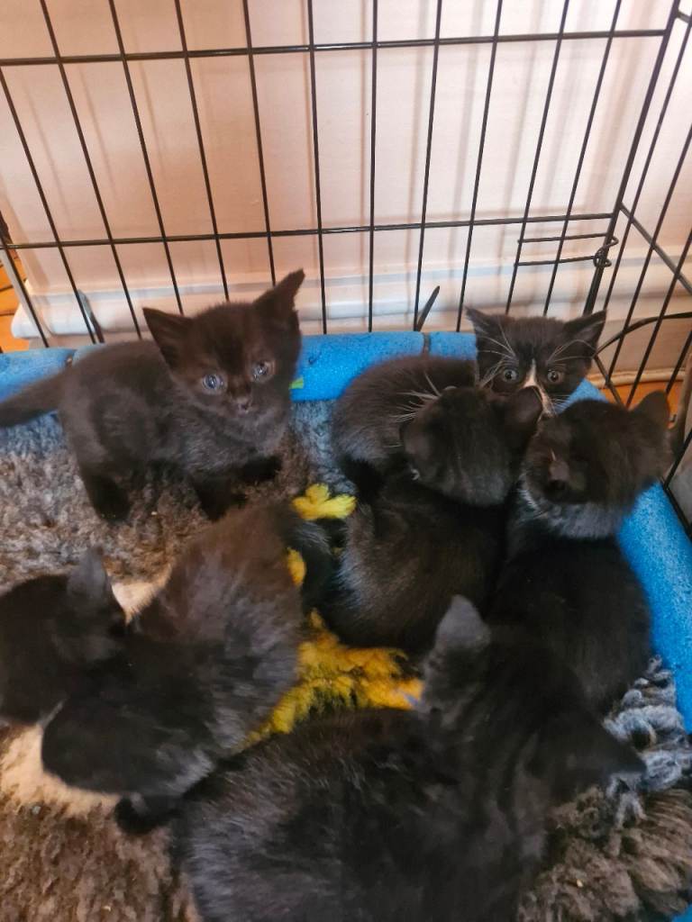 British Short Haired kittens 3 boys 3 girls