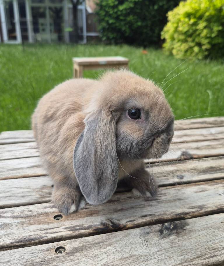Mini lop boy