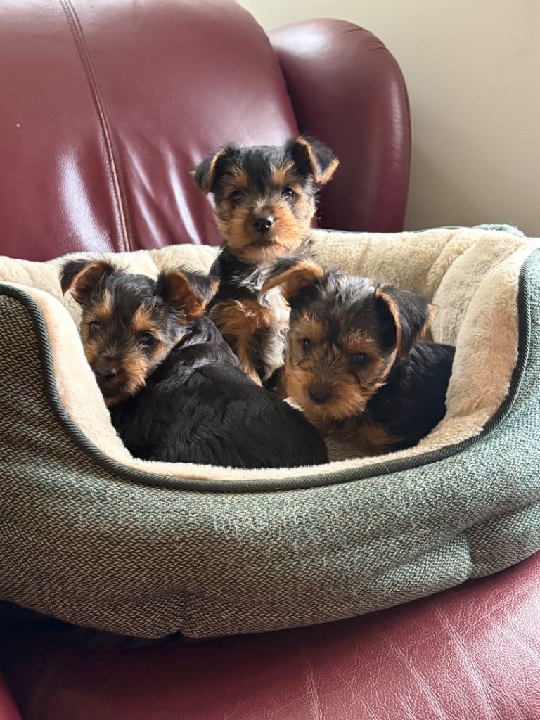 Beautiful Yorkshire Terrier Puppies